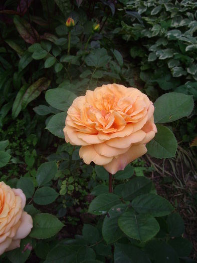 IMGP9390