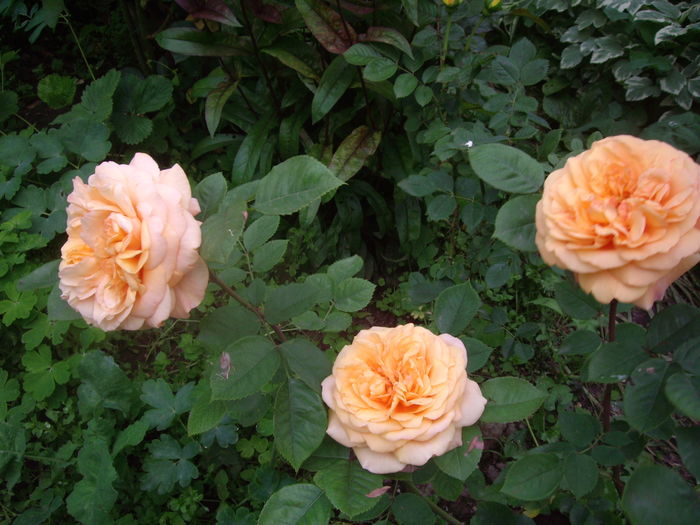 IMGP9391