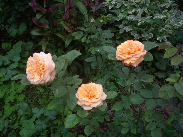 IMGP9392