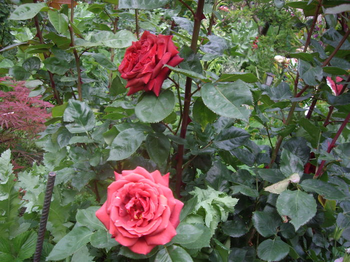 IMGP9393
