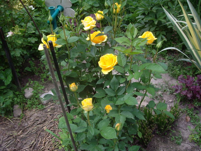 IMGP9395