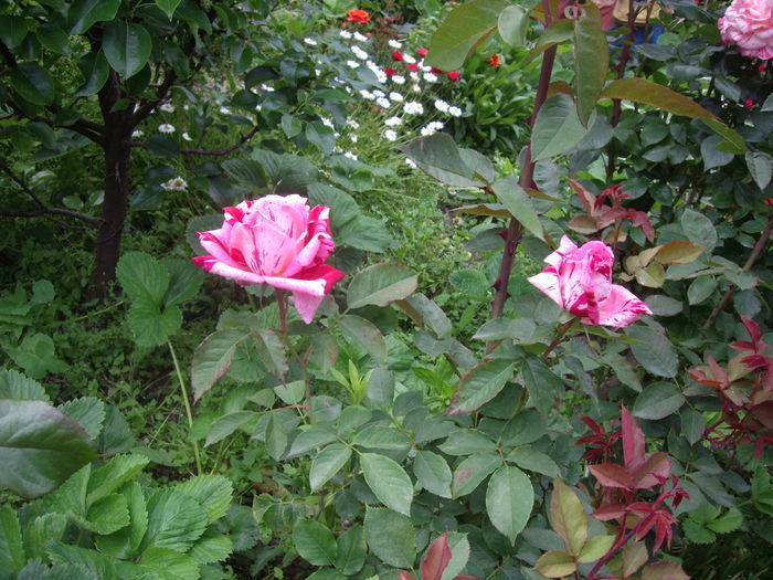 IMGP9396