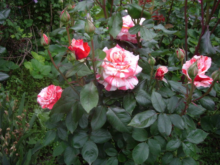 IMGP9400 - flori si trandafiri -2016