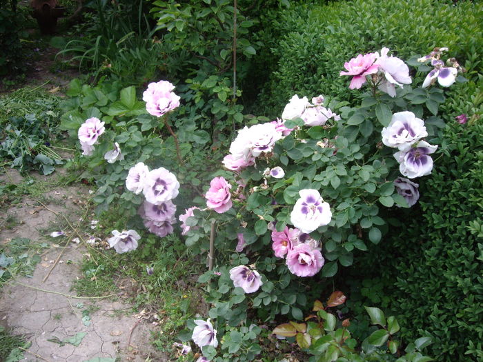 IMGP9401 - flori si trandafiri -2016