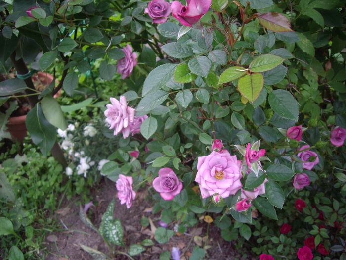 IMGP9405 - flori si trandafiri -2016