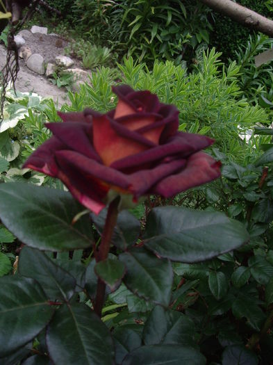 IMGP9406 - flori si trandafiri -2016