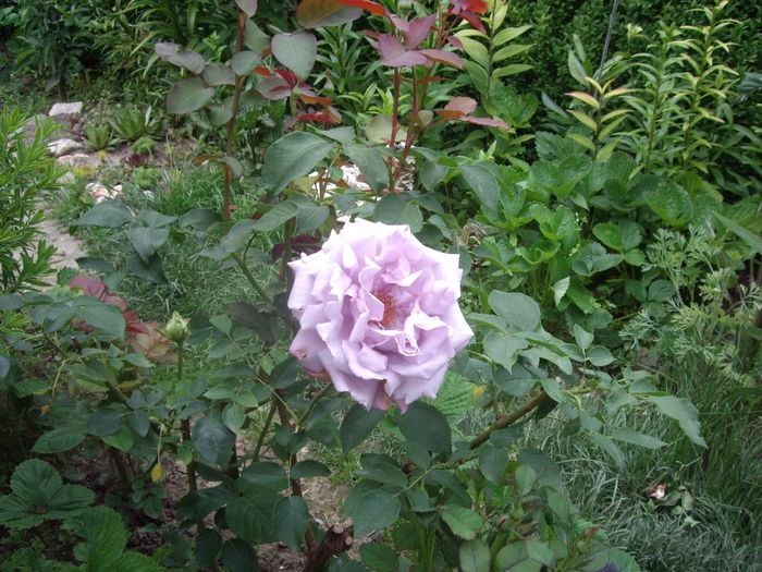 IMGP9408