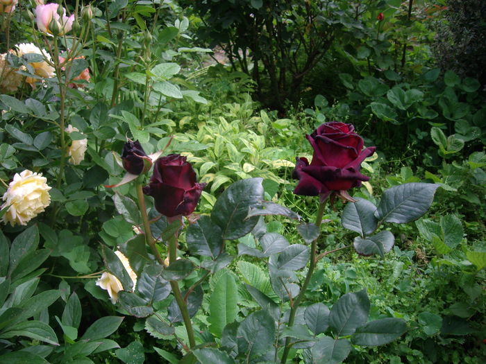Black Baccara - flori si trandafiri -2016