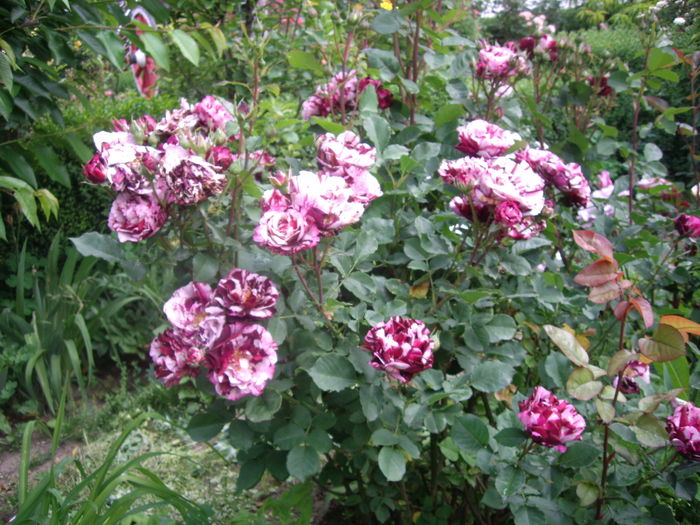 IMGP9418 - flori si trandafiri -2016