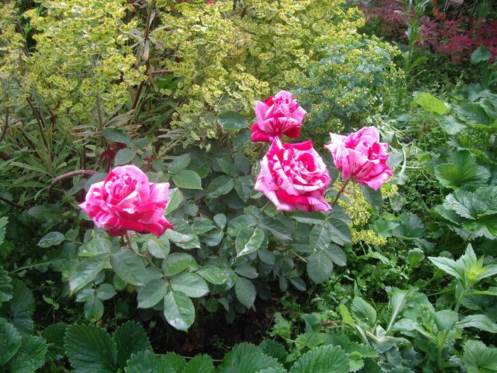 IMGP9419 - flori si trandafiri -2016