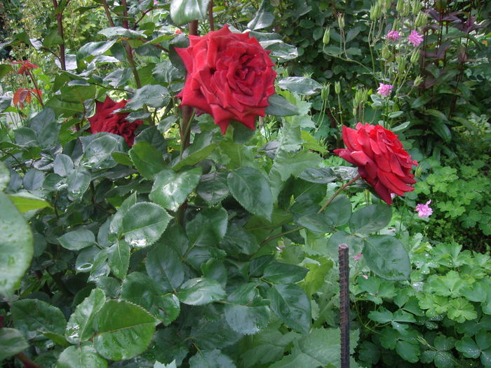 Terracotta - flori si trandafiri -2016