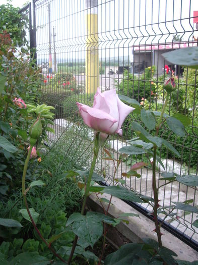 IMGP9447