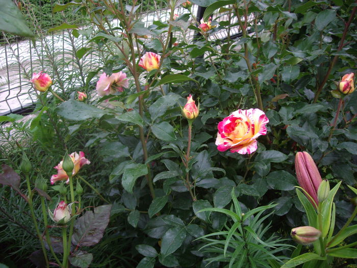 IMGP9449