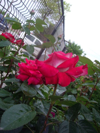 IMGP9451