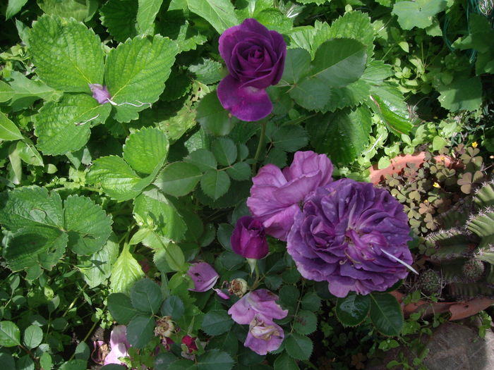IMGP9458 - flori si trandafiri -2016