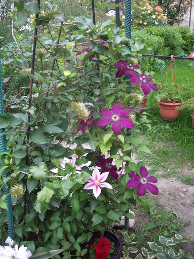 IMGP9409 - CLEMATITE - 2014-2017