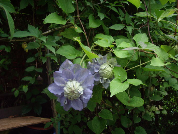 IMGP9470 - CLEMATITE - 2014-2017