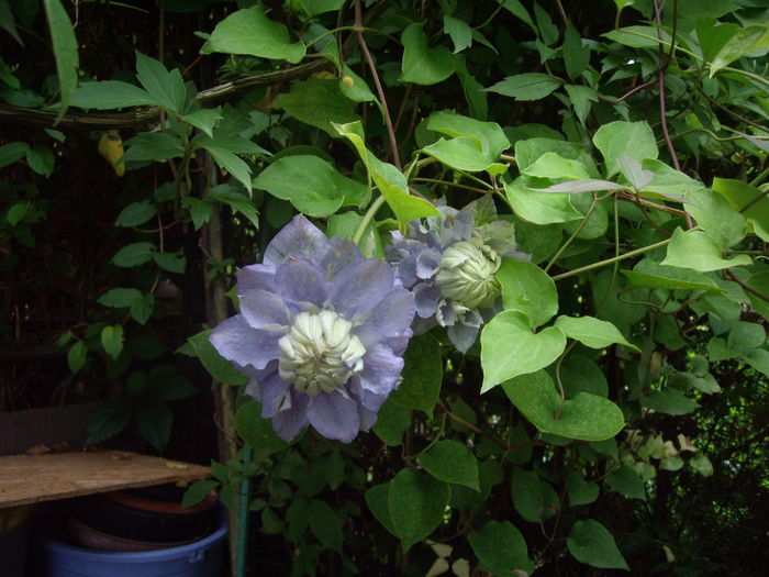 Mazury - CLEMATITE - 2014-2017