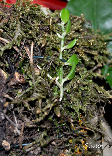 Barbosella-cogniauxiana - Barbosella cogniauxiana