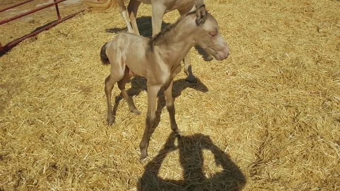 FB_IMG_1464092810785