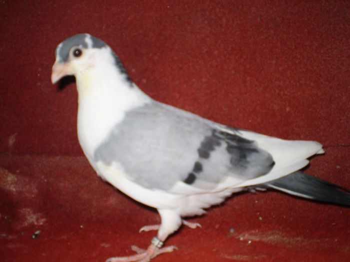 13267935_261129290942668_3279605232603125117_n