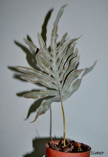 Phlebodium aureum - Feriga