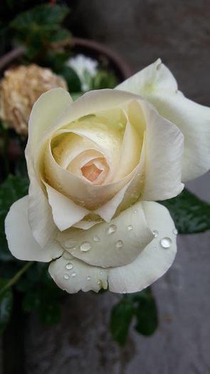 3 - Trandafiri Rosa eden rose