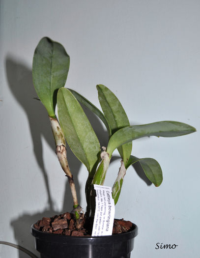 DSC_0991 - Cattleya bowringiana