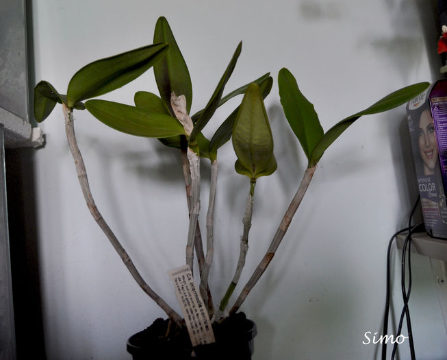 DSC_0996 - Cattleya intermedia coerulea