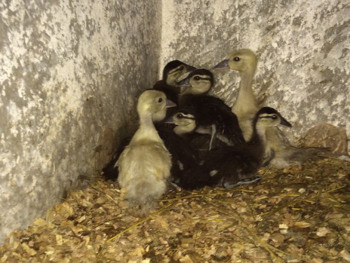 image - Tineret 2016