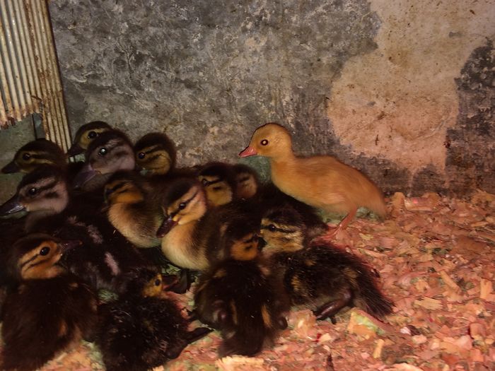 Gasca serioasa - Tineret 2016