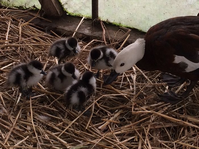 image - Tineret 2016