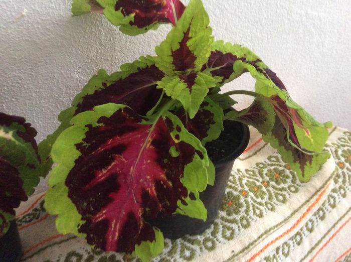image - diverse plante de camera