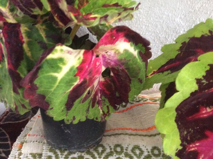 image - diverse plante de camera