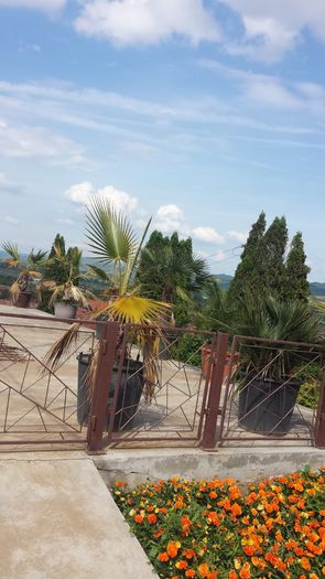 20160515_160711 - gradina botanica Jibou