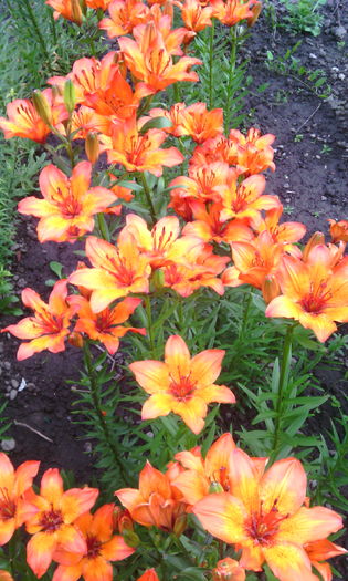 lilium croceum - crini de gradina