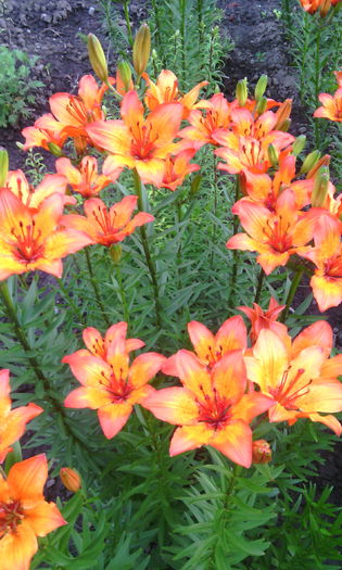 IMG_20160526_202342[1] - crini de gradina