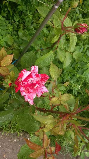 IMG_20160526_150214