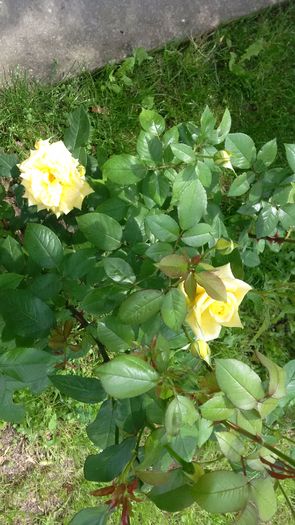 IMG_20160521_125306