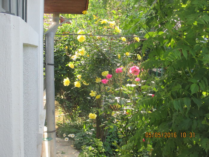 IMG_3529 - Luna mai 2016 la Gradina mea de vis