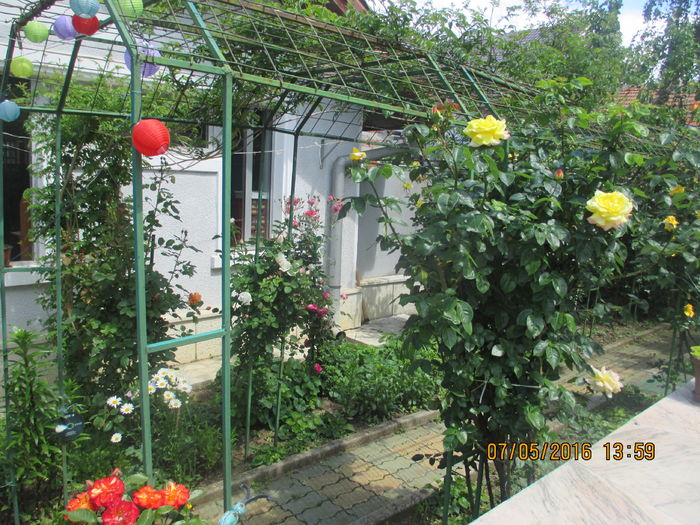 IMG_3594 - Luna mai 2016 la Gradina mea de vis