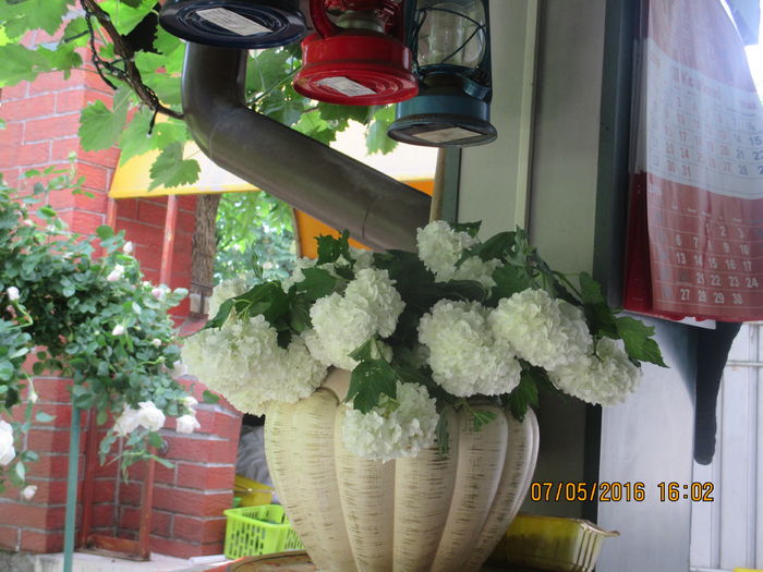 IMG_3599 - Luna mai 2016 la Gradina mea de vis