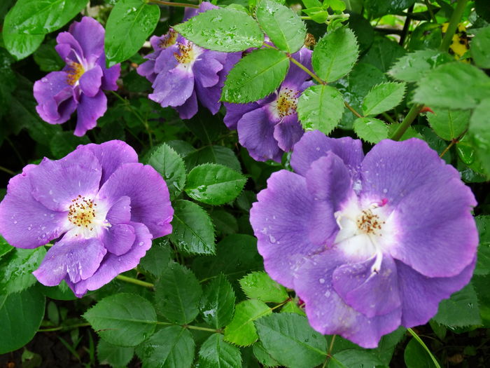 DSC07871 - Rhapsody in Blue