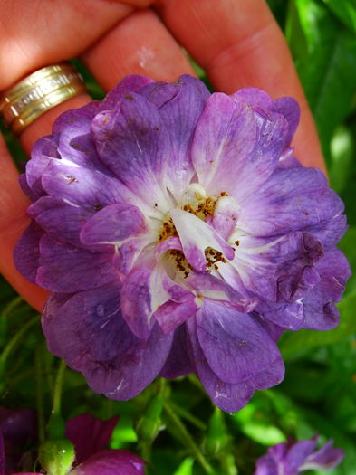 DSC07941 - TRANDAFIRI