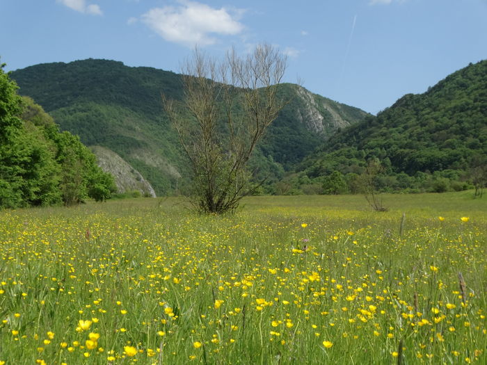 DSC07098 - De prin natura 2016