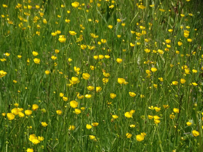 DSC07096 - De prin natura 2016