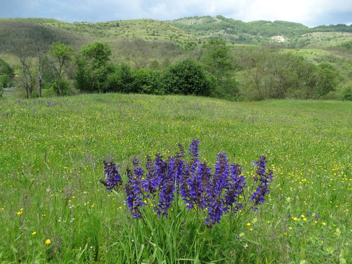 DSC07087 - De prin natura 2016