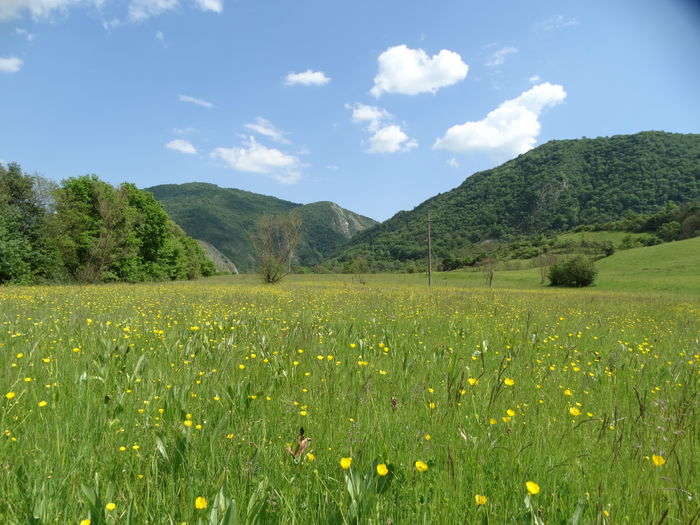 DSC07095 - De prin natura 2016