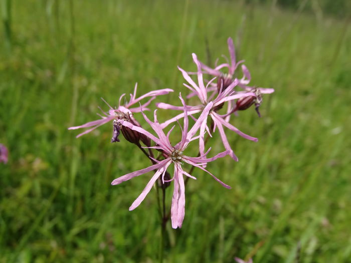 DSC07092 - De prin natura 2016