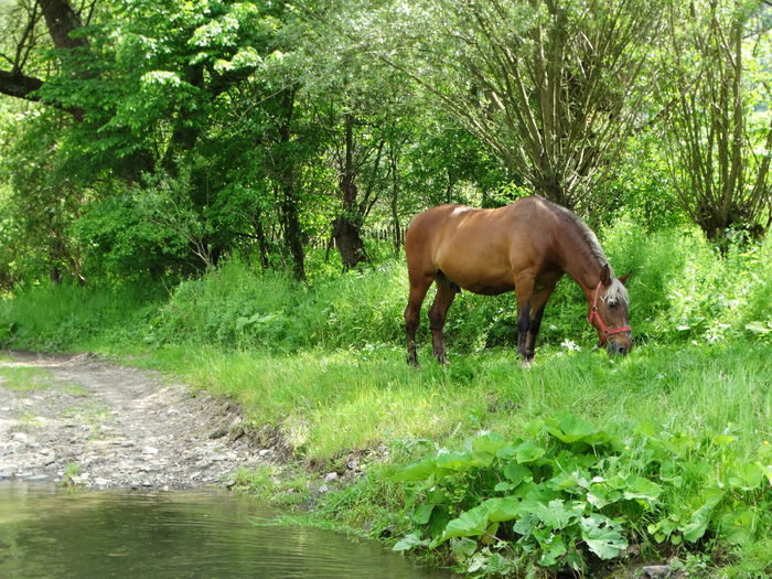 DSC07077 - De prin natura 2016
